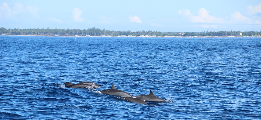 Дельфины недалеко от нашего острова